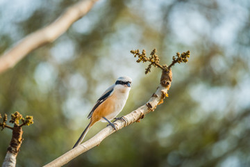 Long tailed Shrike perched