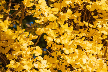 黄金色のイチョウ【福岡県】