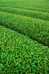 Beautiful green  tea plantation at Japan