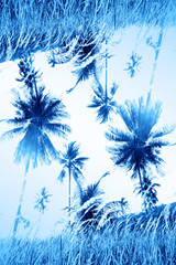 Abstract palm image toned blue trend color 2020