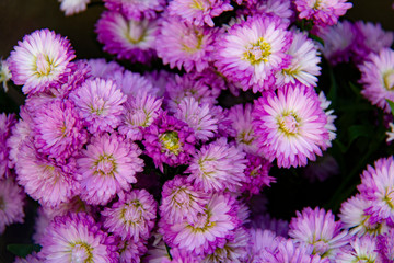 Chrysanthemum flowers close up.Pink Chrysanthemums.Floral background.