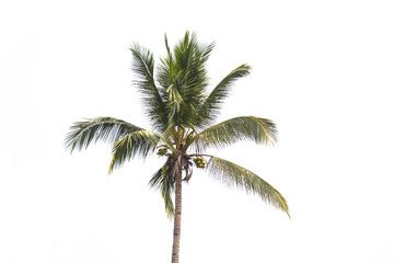Palm, Coconut tree on isolated white background.