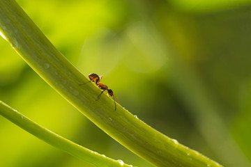 Naklejka premium Macro shot of an ant on a peony bud, summer plants, background. soft blurry focus. Bokeh