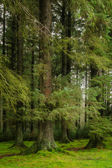 Pine Trees at Believer, Dartmoor