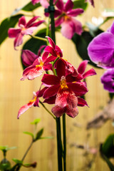 orchids in different colours