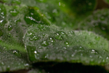 Natural background.Green violet leaves in drops of water.Sample focus. Macro photo. Leaves with a small pile.