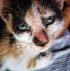 A picture of a cat with a beautiful eye at home