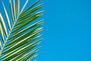 Green palm tree leaves on a sunny day against blue sky. Wallpaper template