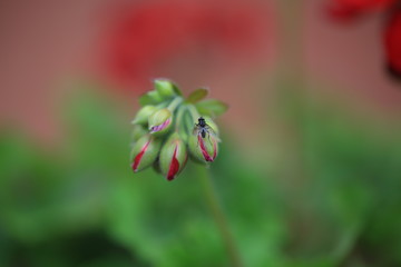 Mucha na pąkach kwiatów pelargonii