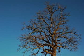dry tree crown against blue sky