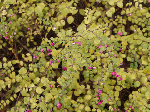 Symphoricarpos chenaultii - Symphorine de Chenault 'Hancock', un arbuste rampant aux rameaux souples couvre-sol &agrave; petites baies roses teint&eacute;es de blanc