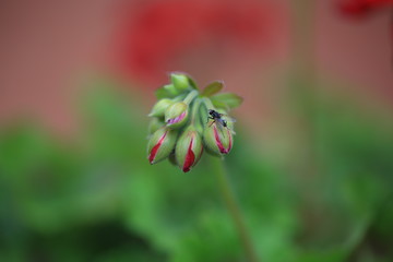Mucha na pąkach pelargonii
