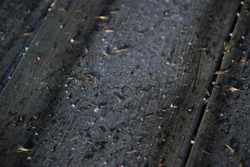 chaotic kaleidoscope of plants and seeds on the background of wooden boards