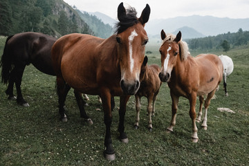 close portrait of a herd of horses on a mountain landscape - 313629349