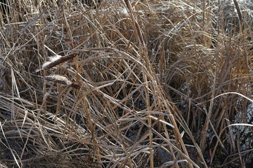 Winterliches Schilfrohr im Sonnenlicht