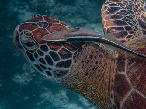 Sharksucker or suckerfish (Echeneis naucrates) attaches itself on top of a green sea turtle's head. Sharksuckers spend their lives clinging to a host animal such as whale, turtle, shark or ray.