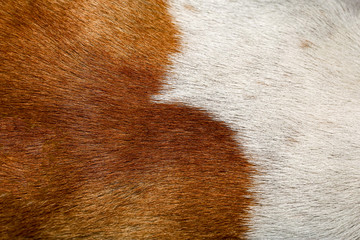 close up brown and white dog skin for texture and pattern.