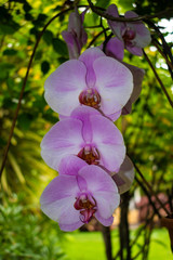 Fototapeta na wymiar pink orchid with various flowers