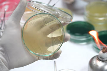 Medical technicians working on bacterial culture and drug resistance of pathogens in laboratory.