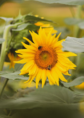 bees on sunflower