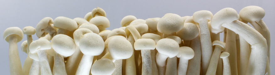  shimeji mushrooms