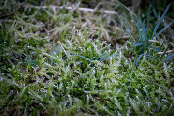 Green grass on the background of mosses and lichens