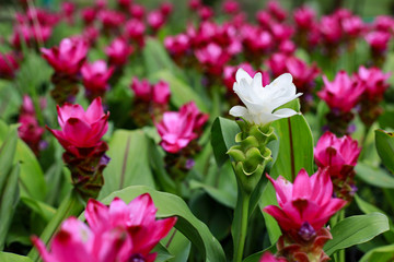 Close up white Krachiew flowers in pink flower background at nature