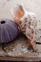Seashell collection on stone background. 