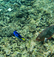 Blue surgeonfish swimming in Seychelles