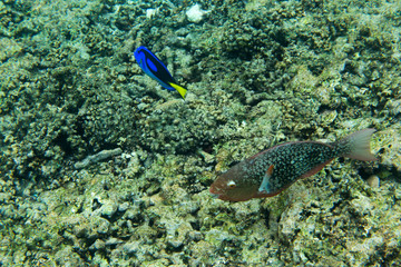 Naklejka na ściany i meble Blue surgeonfish swimming in Seychelles