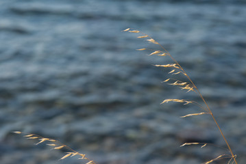 spikes of grass on blue sea background