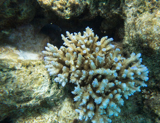 An acropora coral in New Caledonia