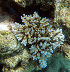 Naklejka na ściany i meble An acropora coral in New Caledonia