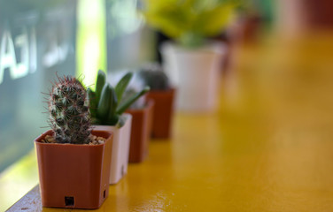 A small cactus is on a yellow wooden table and has free space.