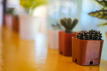 A small cactus is on a yellow wooden table and has free space.