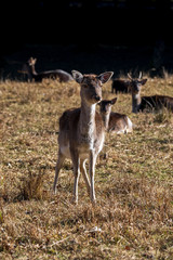 Junges Damwild auf der Wiese