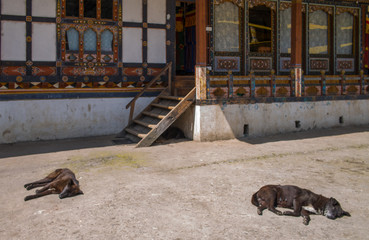 schlafende Hunde in Tamshing Lhakhang, Bhutan