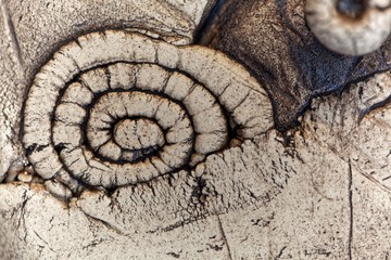 Grey pottery surface with a fossil texture.