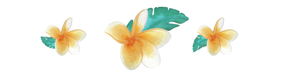 Watercolor set of tropical flowers plumeria frangipani, Plumeria flower bud with green tropical leaves. Hand drawn illustration isolated on white background. © Ira Kozhevnikova