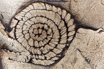 Grey pottery surface with a fossil texture. © ChrWeiss