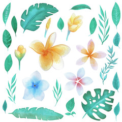 Hand drawn watercolor tropical flower and leaves collection. Set of tropical plants, palm leaves, banana, liana, monstera, fern, plumeria, green leaves