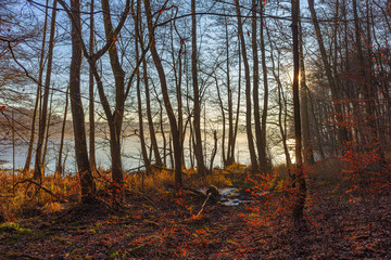 Brandenburg Barnim Eiserbudersee, Bewaldetes ufer im Herbst Brandenburger Herbstlandschaft Winterzeit im Berliner Umland Kreis bernau / Wandlitz Marienwerder Ruhlsdorf Klosterfelde Herbstlaub morgens