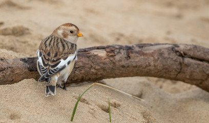 Snow Bunting on Branch