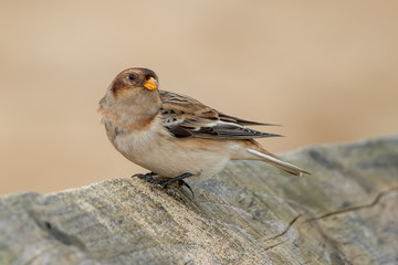 Snow Bunting on Post