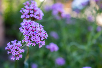 Close up of Verbena flower with copy space. Tall Verbena. Verbena bonariensis.