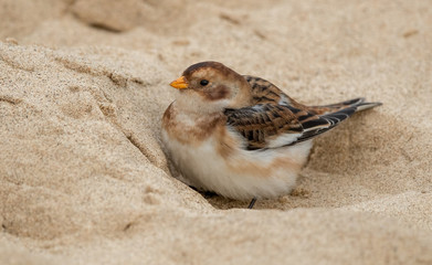 Snow Bunting in Sand