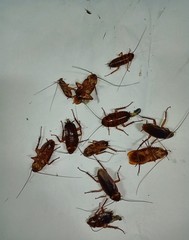 Many cockroaches were choked and killed on white paper.