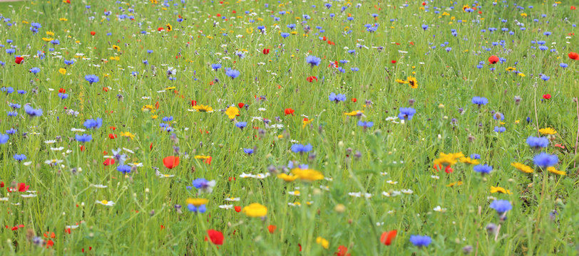 Wildflower Meadow