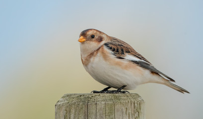 Snow Bunting on Post