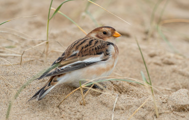 Snow Bunting in Sand